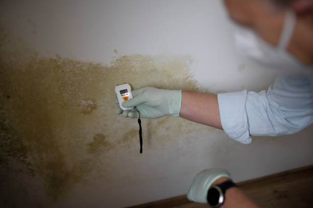 Best Localized Mold Remediation (e.g., coastal areas, humid climates) in Los Alamos, CA