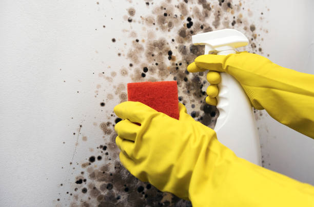Best HVAC Mold Remediation in Los Alamos, CA